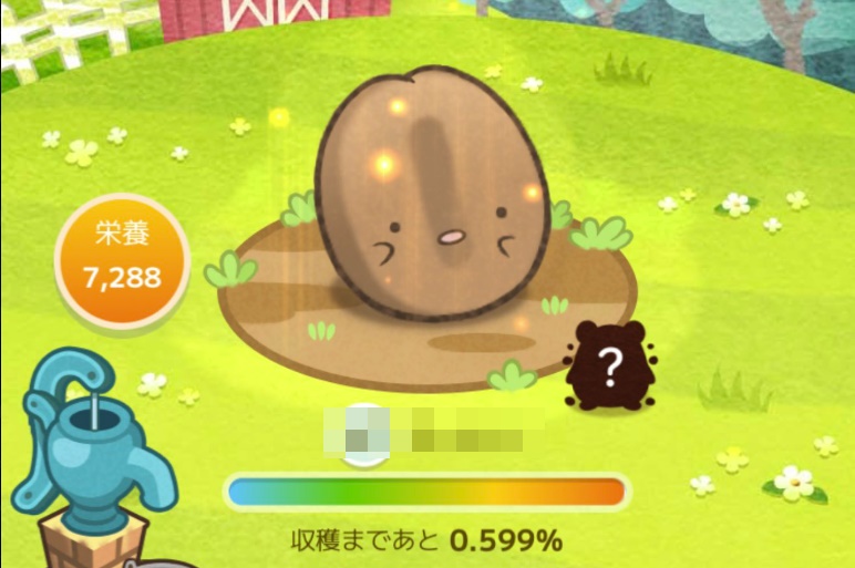 カウシェファーム　コーヒーの生育段階