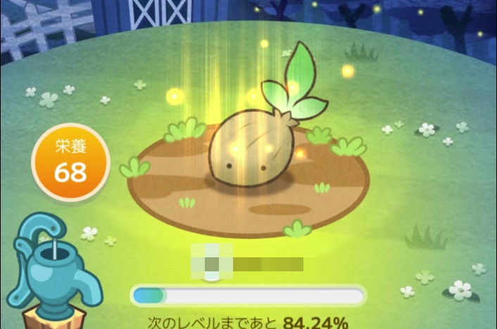 カウシェファーム玉ねぎの生育段階